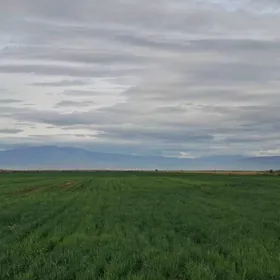 meydanda Mala seretmeli