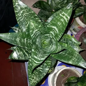 Сансинвьера