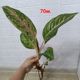 АГЛАОНЕМА ЧЕРЕНКИ