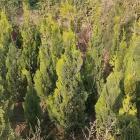 Zalatisni pirmidalny