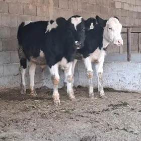 Golişdeÿin öküz tüwe