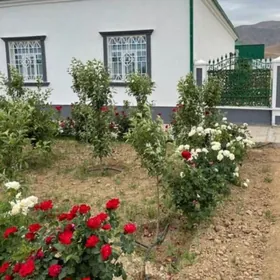 bereketli zaman gäwers