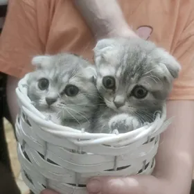 Шотландские котята