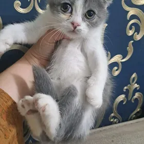 Шотландские котята