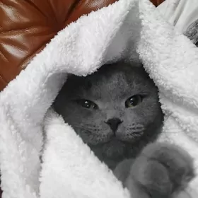 Вислоухий мальчик