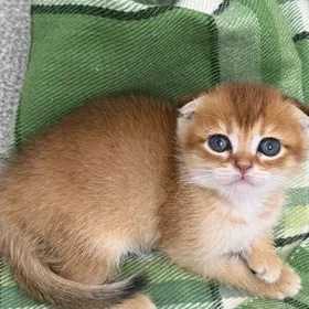 шотландские кошки