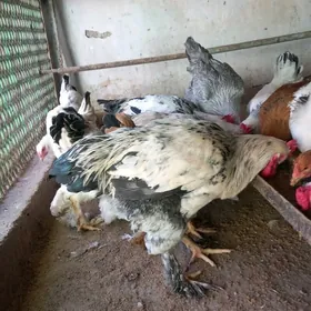 brama horozlar abmen bar