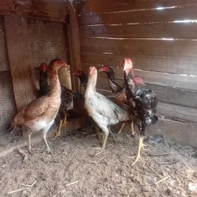 azil tohumy galan maglumat jan