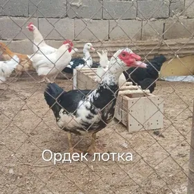 ИНДИВУТКА ОРДЕК