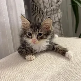 В добрые руки