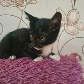 В добрые руки