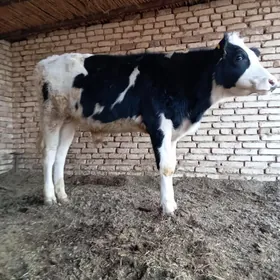 galiştein öküzçe