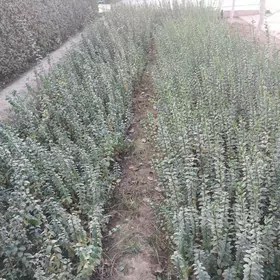 ZABORNY WE CYNAR AGAJY