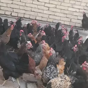 Dogup duran towuklar