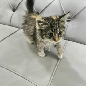 Pishik, котенок