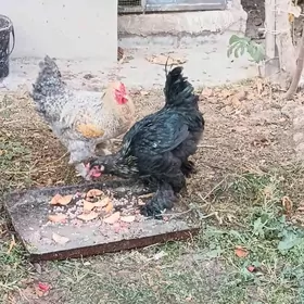 Horazlar Brama, Dominat origin