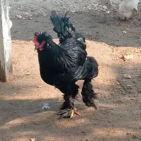 Брамо хораз