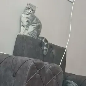 şatlanski pişijekler