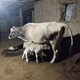 Göleli Sygyr ,tüwe