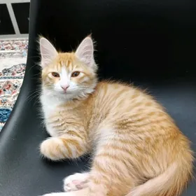 котенок рыжий