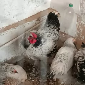 Balgar horozlar 6 aýlyk.