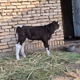 саглык сыгыр