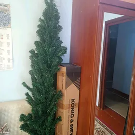 Ýolka bilen kacelya