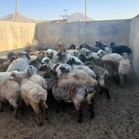 токлылар чевиш