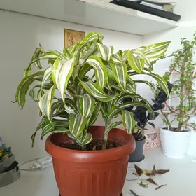 комнатный цветок