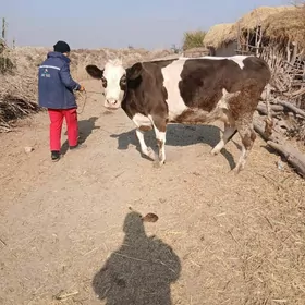 sagynly hemde bogaz 1 aylyk