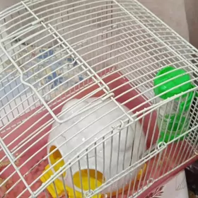 клетка хомяка