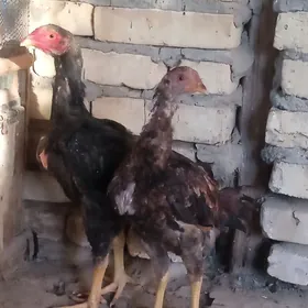 байсов хораз