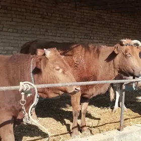 goleli yetik bogaz sygyr