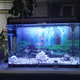 Аквариум akwarium