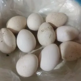 avgan induk yumurtgasy bar