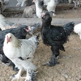 brama balgar garysyk