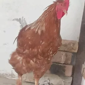 Loman Brawn arginal horaz