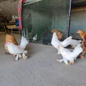 Хоразлар индюклар япончиклар