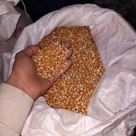 Patrak mekge turesgi sort