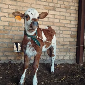 Ojekli Sygyr 2_garny