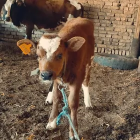 Ayşyryskiy Ojekli Sygyr