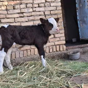 saglyk sygyr smental