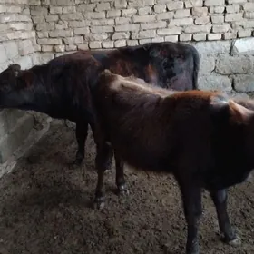 OKÜZ ŞWES TOHIM MAL