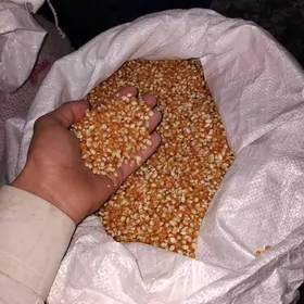 Patrak mekge turesgi sort