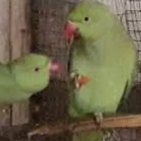 ожерелье OJERELYA