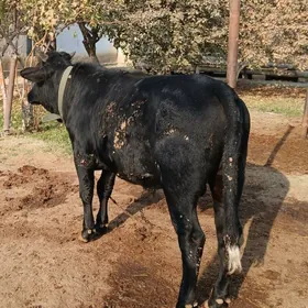 tohum öküz iki sany