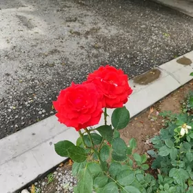 3 элитные квартиры на площадке