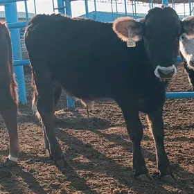 Satlyk öküzce göleler