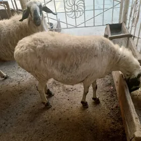 гисар гара гозел тохум