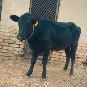 Чорни пйостра унажин